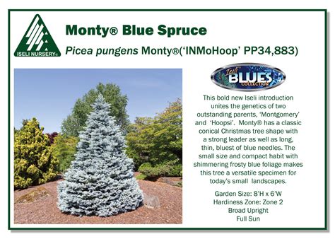 Picea pungens Monty®('INMoHoop' PP34,883)
