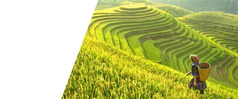 农田 的图像结果