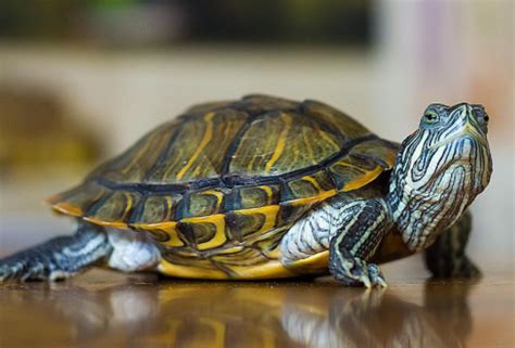 请大家帮忙看下这只乌龟是草龟吗几岁了_百度知道