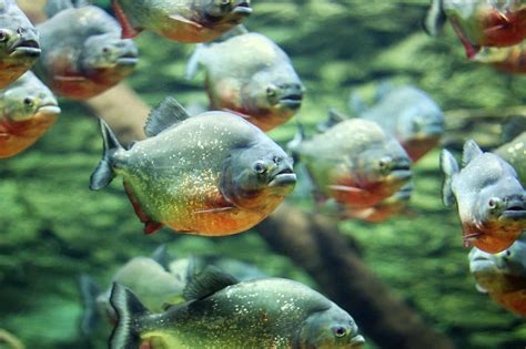 Are Piranhas as Dangerous as Hollywood Makes Them Seem? - Animals ...