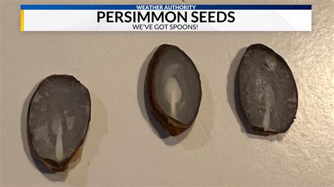 Weather Folklore: Persimmon Seeds Predict Winter Weather | WHNT.com