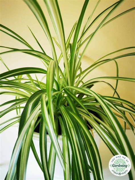 15 Best Low-Maintenance Indoor Plants [with Pictures]