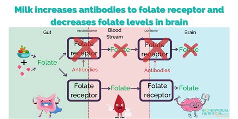 The Science of How a Gluten-Free Casein-Free Diet Improves Autism ...