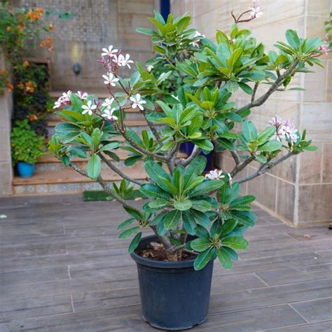 Plumeria Singapuri 1-3 ft. - Plumeria - Plumeria Singapuri Plants ...