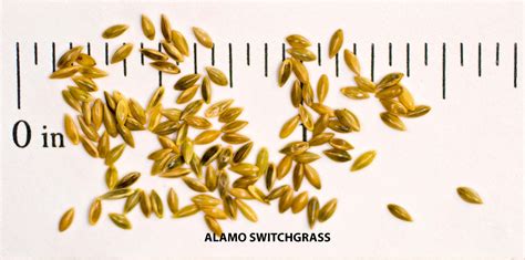 Switchgrass Seed
