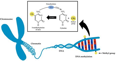 The Effect of Nanomaterials on DNA Methylation: A Review