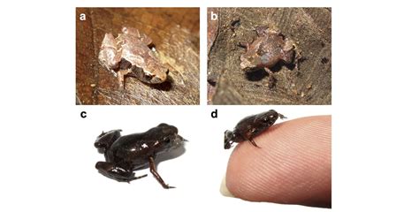 Smallest Animal In The World 2024