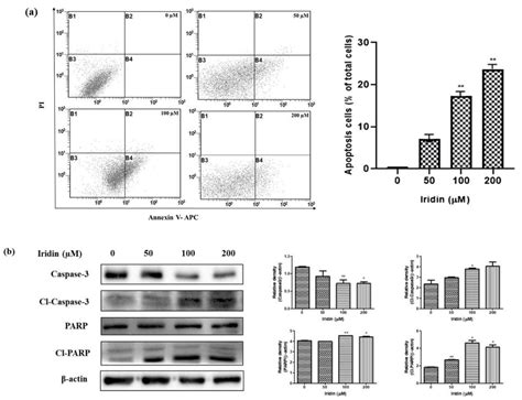 Iridin Induces G2/M Phase Cell Cycle Arrest and Extrinsic Apoptotic ...