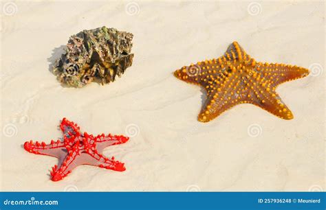 Zanzibar Tanzania Estrellas De Mar O De Pez Estrella Son Equinodermos ...