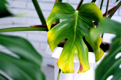 What to Do When a Monstera Leaf Turns Yellow: Expert Tips - Indoor Plants