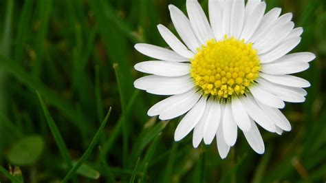 Flower Daisy White wallpaper | 1920x1080 | #22874