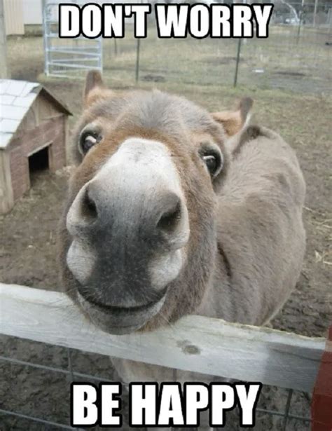 Funny Donkey Pictures - Don't Worry, Be Happy!