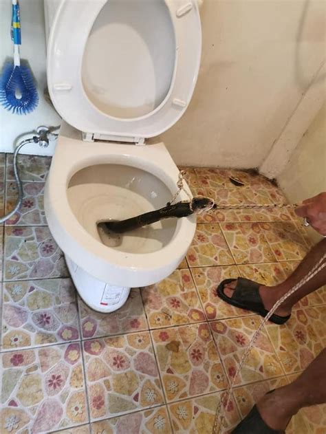 泰国男子上厕所时马桶突然窜出眼睛蛇，与毒蛇搏斗照令网友胆寒
