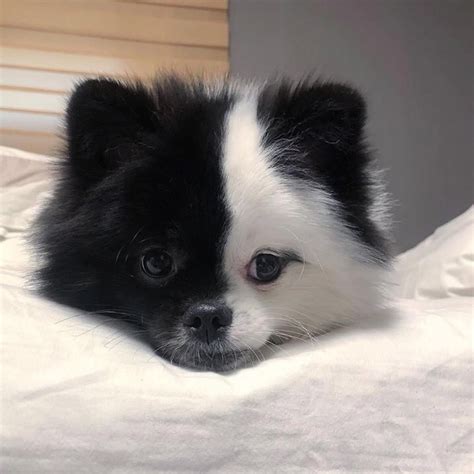 Épinglé par Starlingale Shelton sur Pomeranian | Photos bébé animaux ...