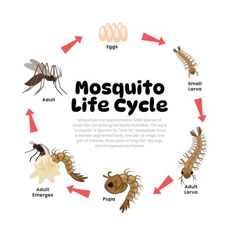What Insects Represent Deceit