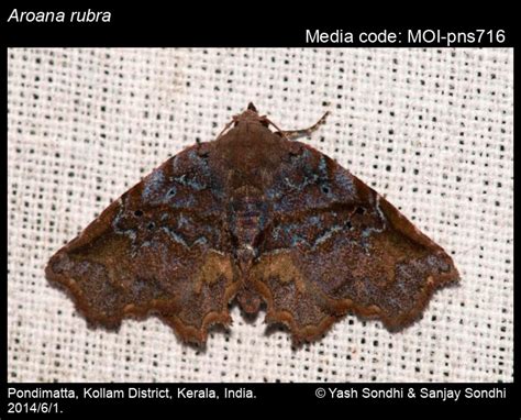 Aroana rubra | Moths