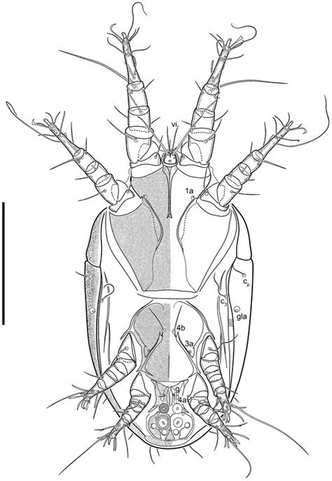 Arthropod Biodiversity: Ecological and Functional Aspects