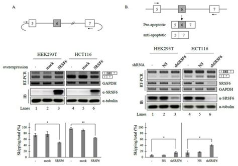 SRSF6 Regulates the Alternative Splicing of the Apoptotic Fas Gene by ...