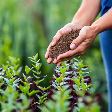 The Best Winter Grass Seed to Keep Your Lawn Lush This Cold Climate: 3 ...