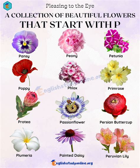 What Flower Starts With The Letter B at Angela Lewandowski blog