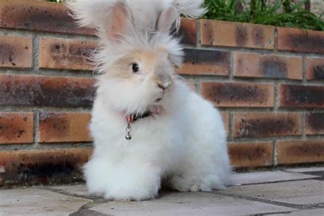how to train english rabbit