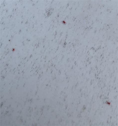 Tiny Red Bugs Outside