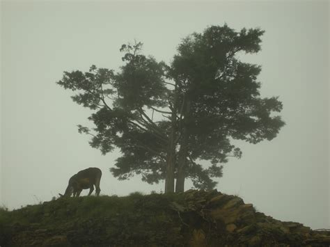 The Chakkar - Indian Arts Review