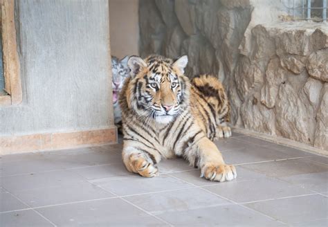 Rescue Tigers Snow and Sky - FOUR PAWS International - Animal Welfare ...