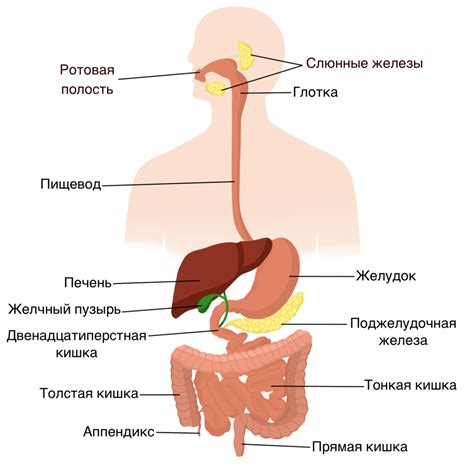 Пищеварительная система студариум