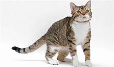 cat breeders american wirehair cat breeders in the united states cat breeders american wirehair cat breeders in the united states