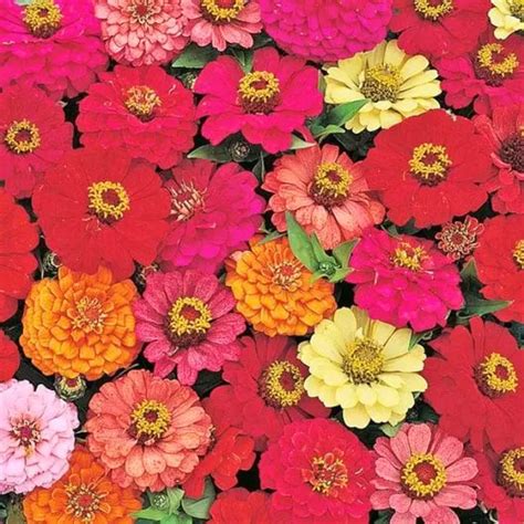 Buy Golden Hills Zinnia Pulcino Dwarf Mix: Vibrant & Easy-Care Flowers ...