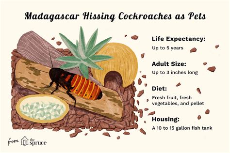 Keeping and Caring for Madagascar Hissing Cockroaches as Pets