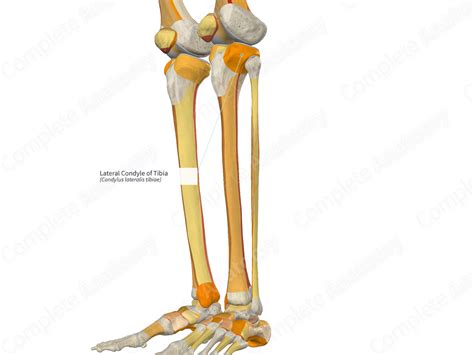 Lateral Condyle of Tibia | Complete Anatomy