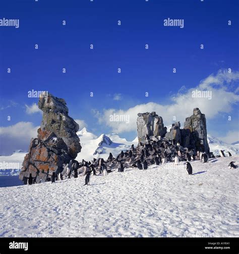 Chinstrap penguins on the snow and rocks on the South Shetland Islands ...