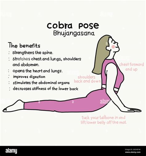 Cobra pose yoga pose and benefits cartoon vector illustration Stock ...