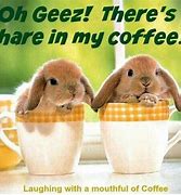 Image result for Teacup Bunnies