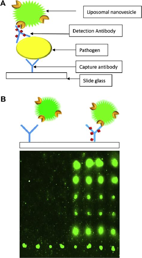 Microarray Chip 的图像结果