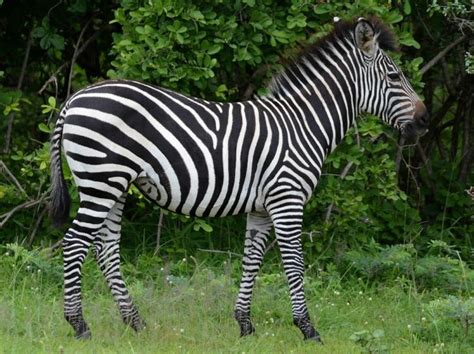 Image result for Zebra Programming Language Applications