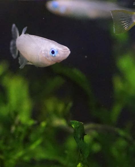 Java Rice Fish 的图像结果