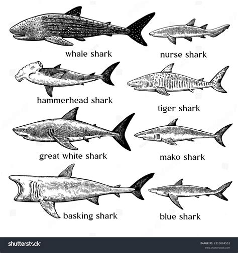 1+ Thousand Black And White Shark Clipart Royalty-Free Images, Stock ...