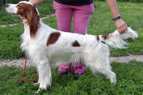 Irish Red And White Setter Puppies For Sale