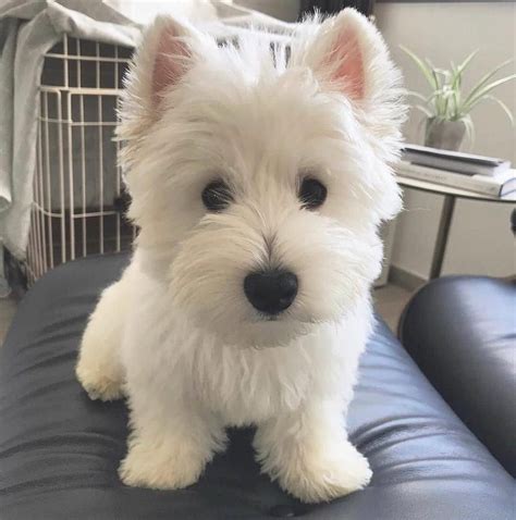 Lucy (w) | Cute dogs, Westie puppies, Westie dogs