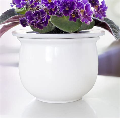 African Violet Watering System African Violets Grateful Prayer