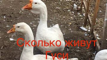 Где живут белые гуси? Ответов на вопрос: 25