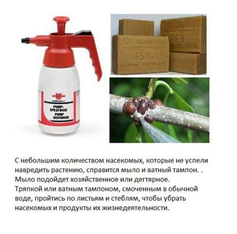Дегтярное и хозяйственное мыло от тли на растениях. Как использовать ...