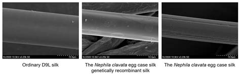 High Absorption and Elasticity of a Novel Transgenic Silk with Egg Case ...