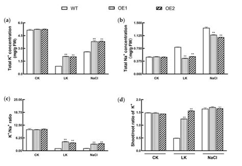 The Sweetpotato Voltage-Gated K+ Channel β Subunit, KIbB1, Positively ...