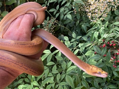 Image result for Tiger Golden Child Reticulated Python