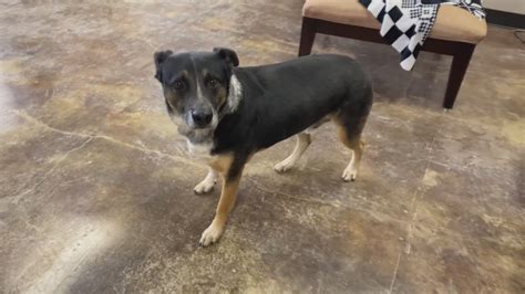 Free shot and chip clinic hosted by Midland Humane Coalition and MASA ...