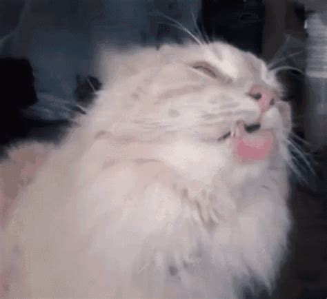 Image result for Cat Coding at Computer